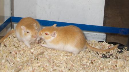 mes gerbilles!!!